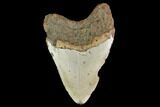 Fossil Megalodon Tooth - North Carolina #124924-2